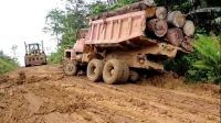 illegal-logging